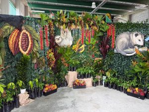Nariño abre la Fiesta de las Cosechas 2026 con muestra agroambiental dedicada al cacao
